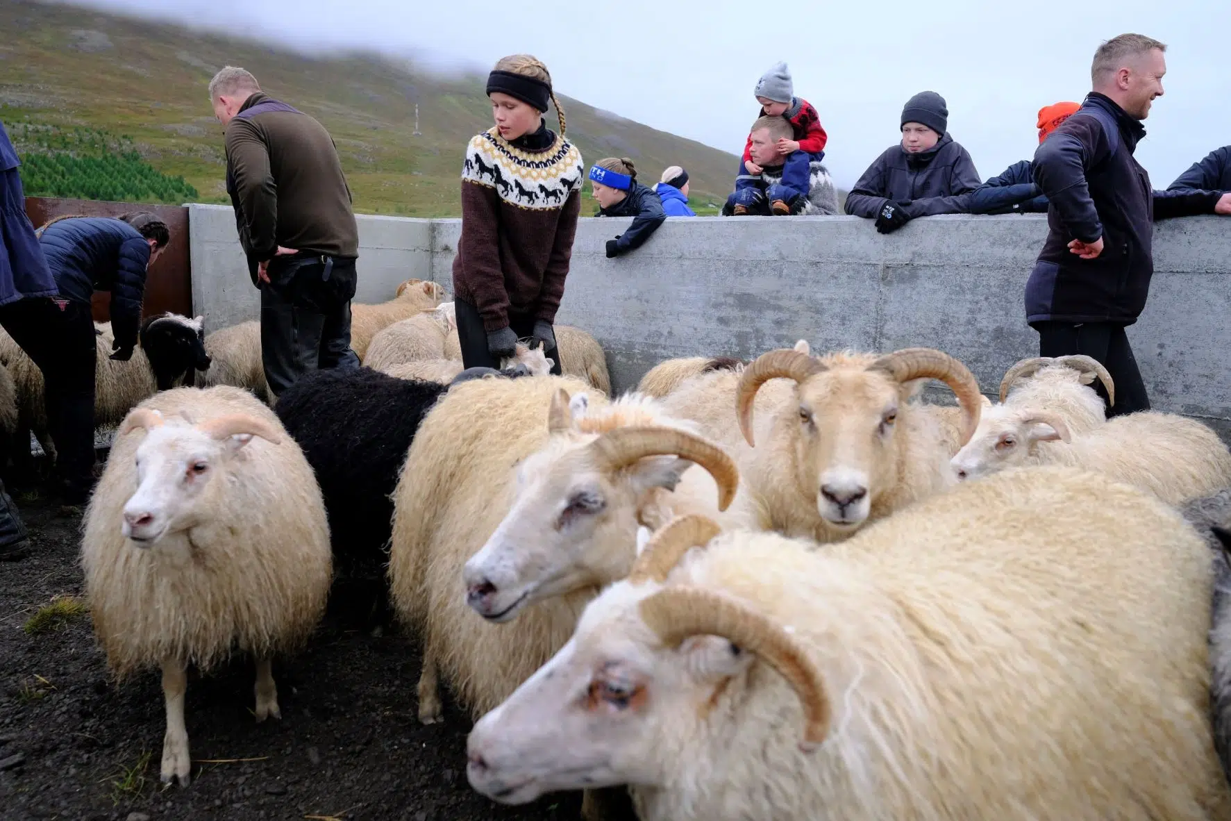 icelandic sheep réttir
