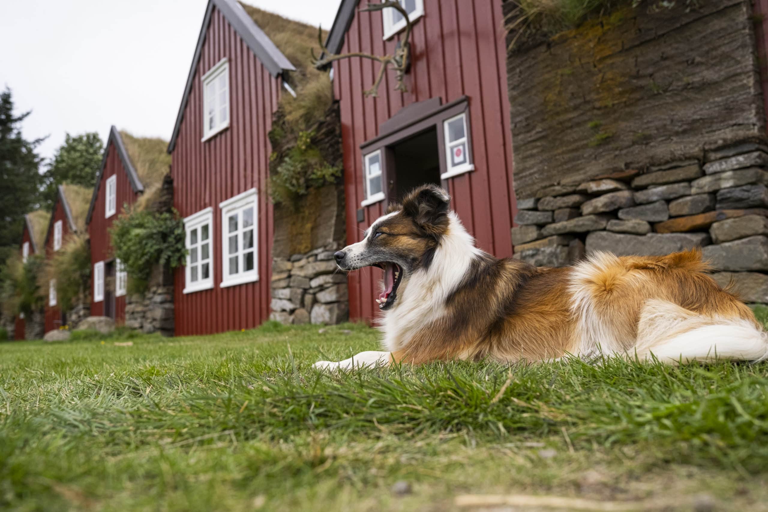 MAST porte plainte contre les importations de chiens de touristes en Islande