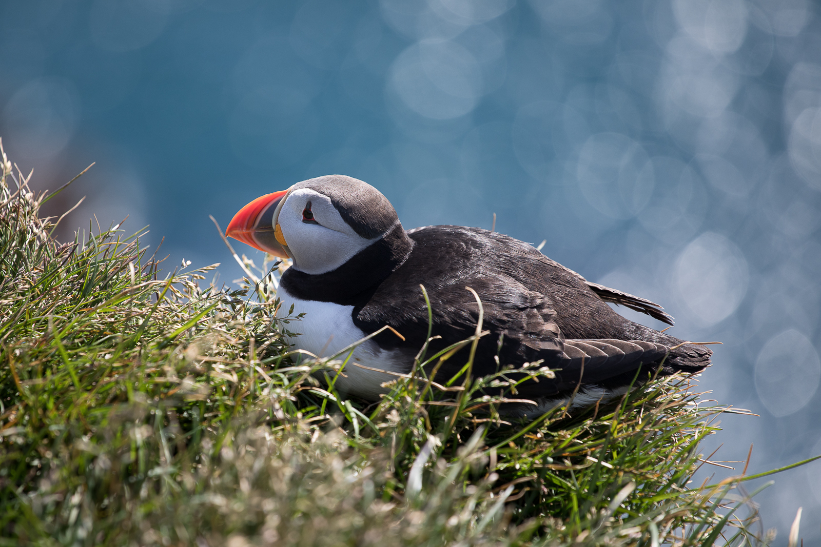 Puffins lundar látrabjarg
