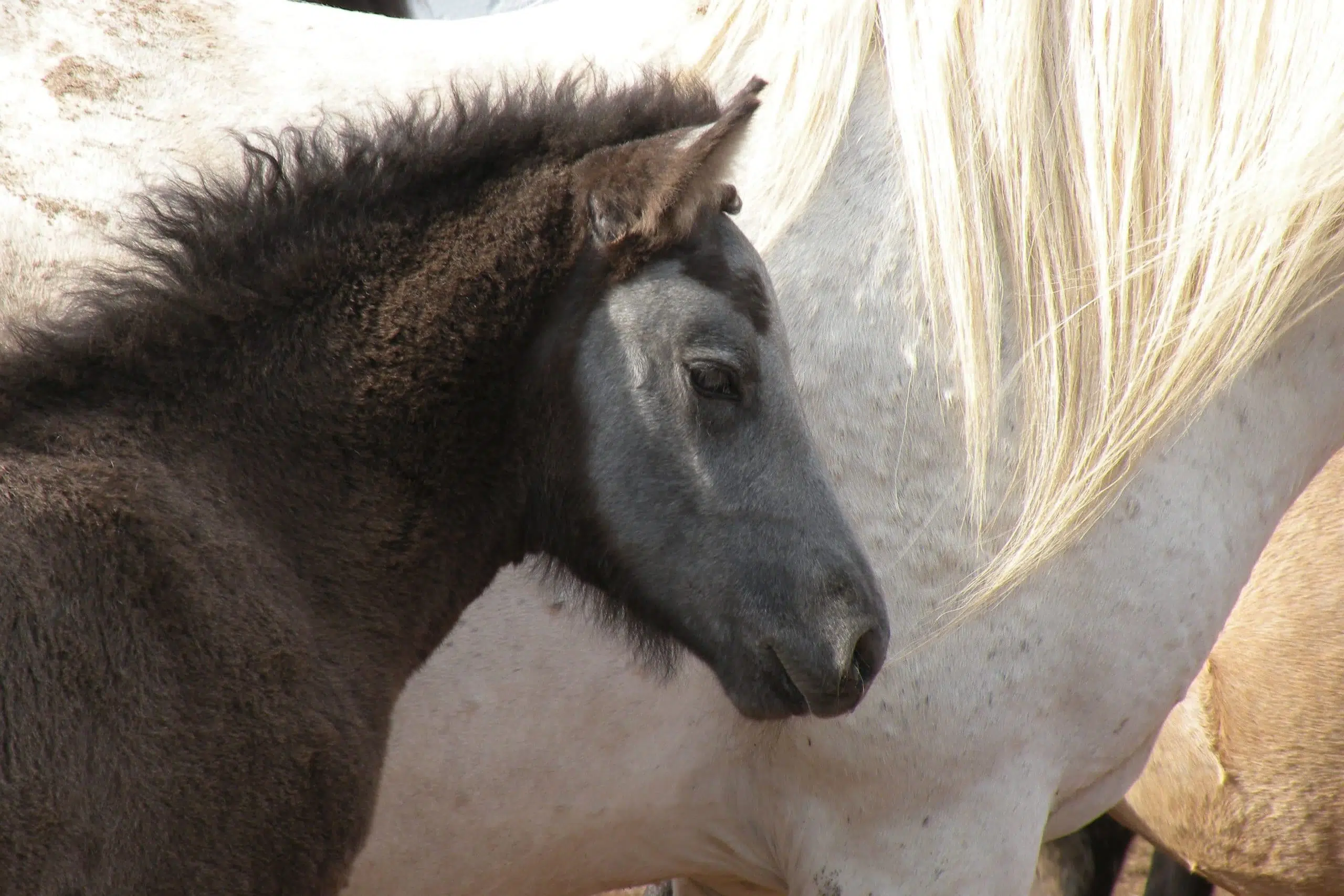 Enquêter sur la narcolepsie chez les chevaux islandais