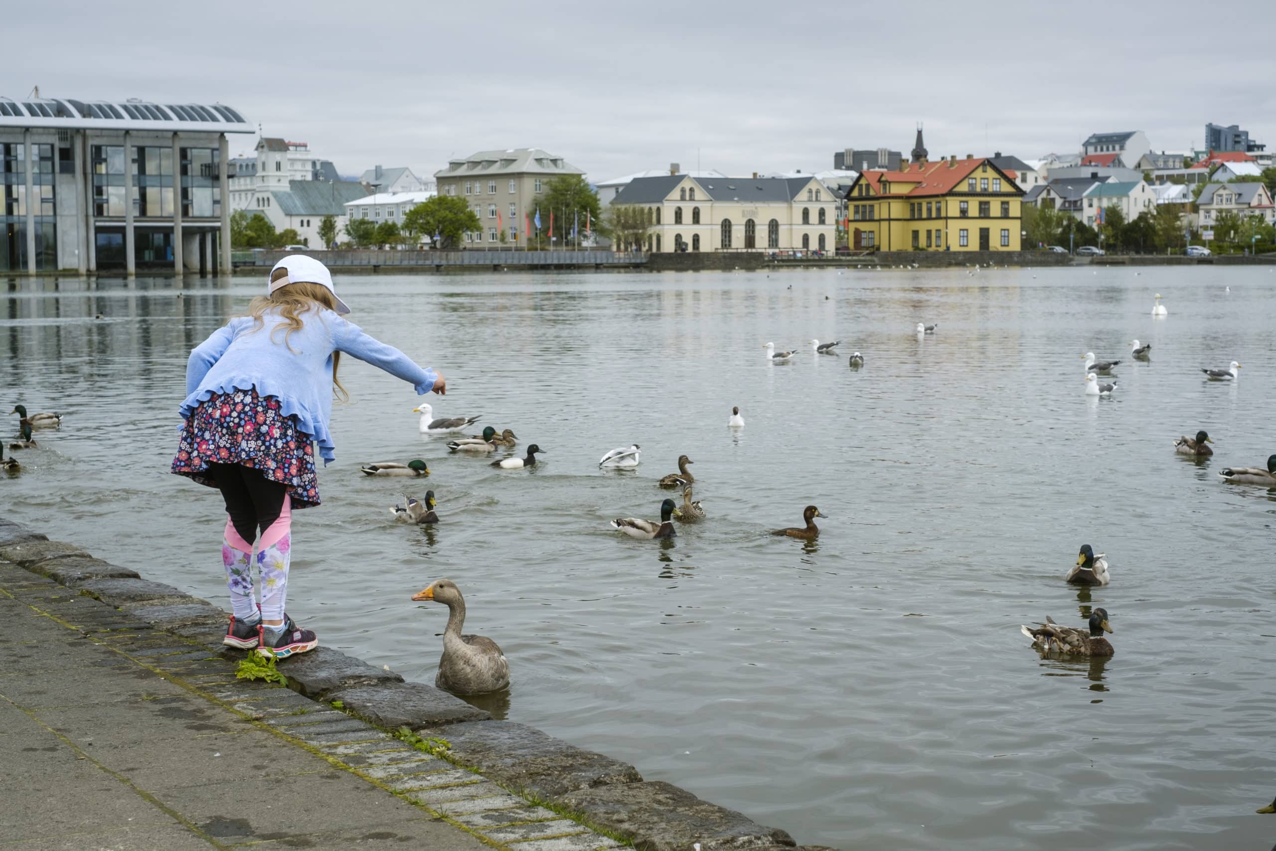 La ville de Reykjavík déconseille de donner du pain aux canards