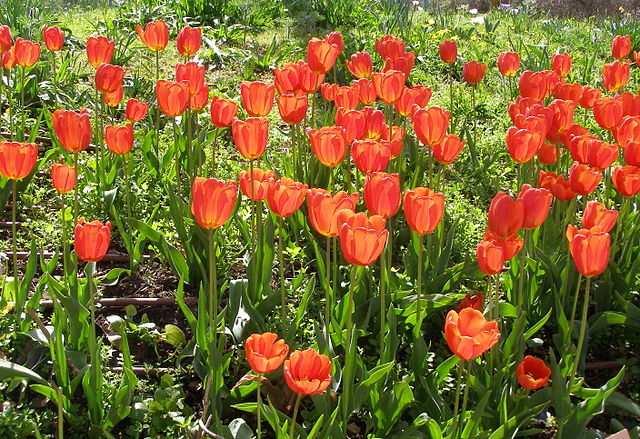 Tulips in Iceland, Wikimedia Commons