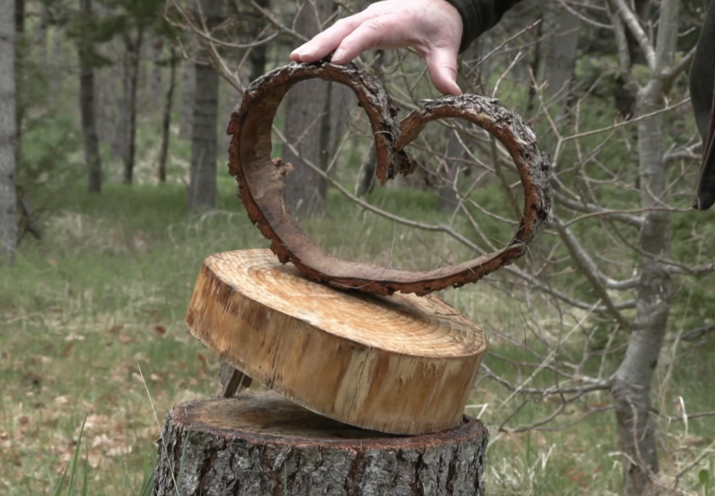 A screenshot from RÚV. The European-Siberian larch hybrid, called hrymur in Icelandic