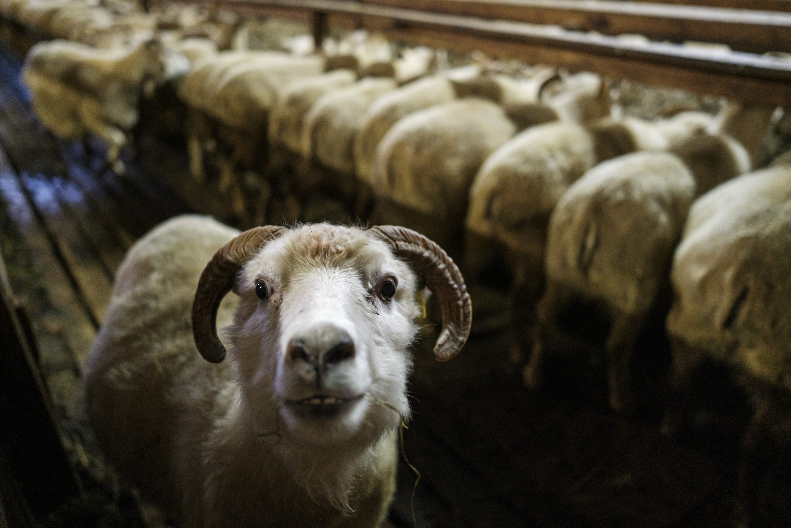Plans pour éradiquer la tremblante sur une période de 20 ans