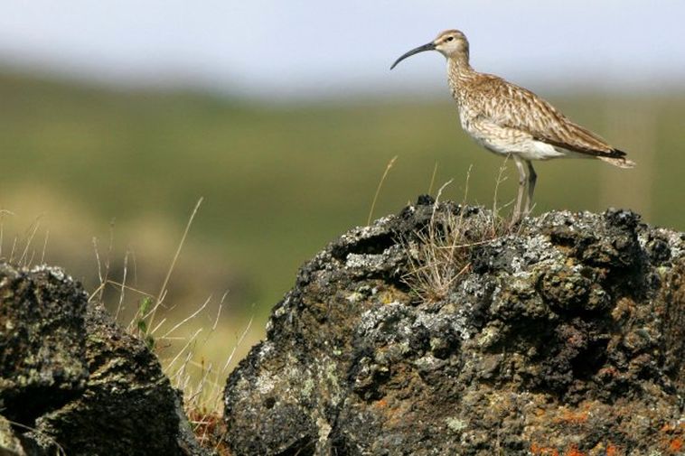 Des « changements drastiques » pourraient survenir dans la vie des oiseaux