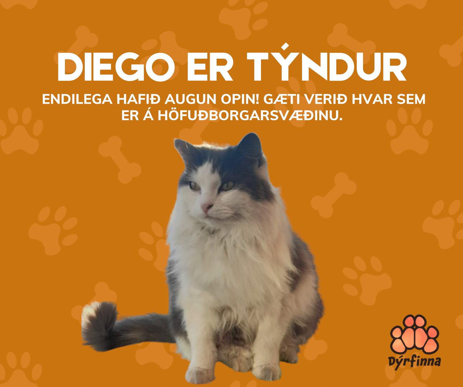 Confirmé que le chat célèbre a été enlevé