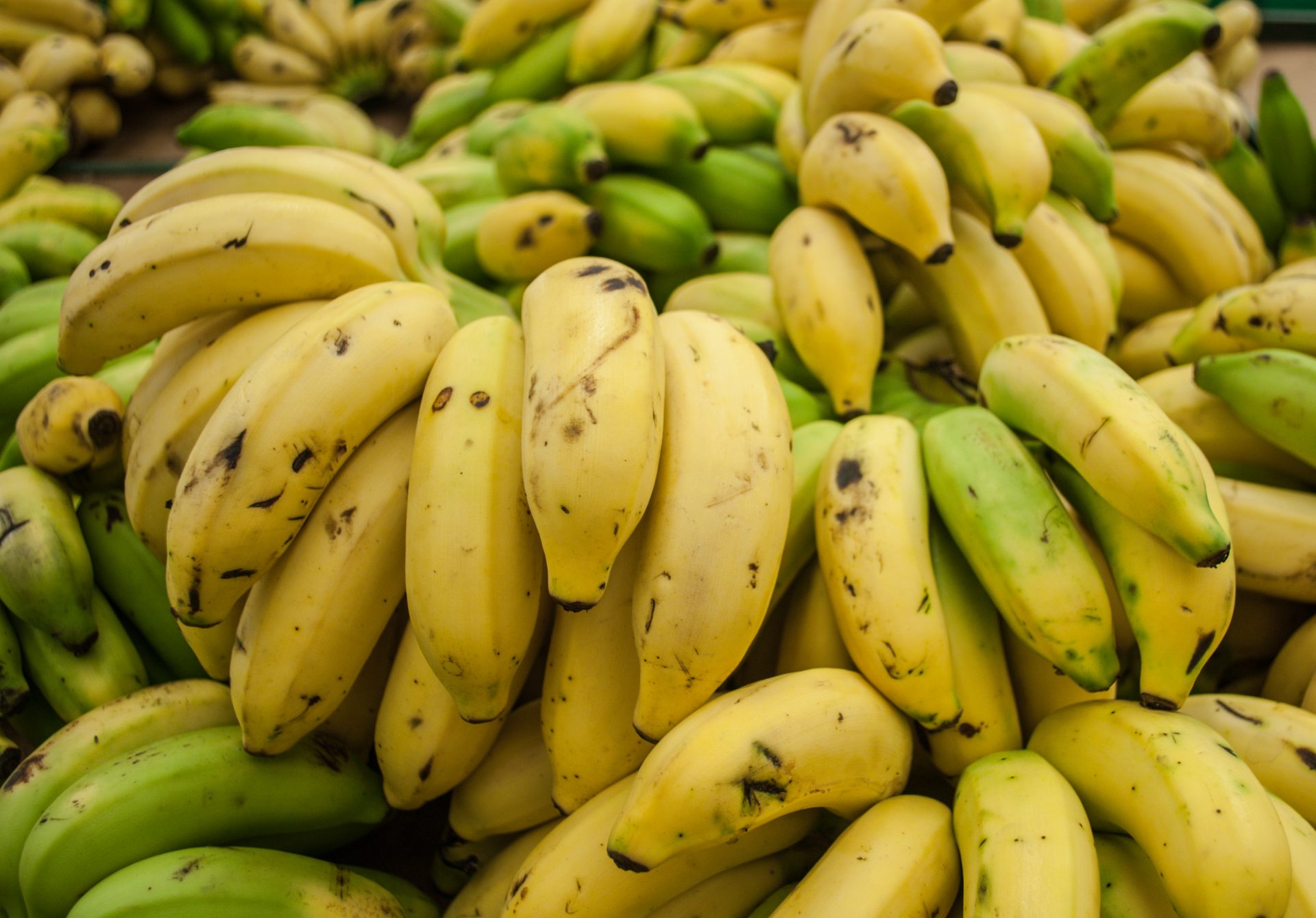 Les bananes poussent bien en Islande
