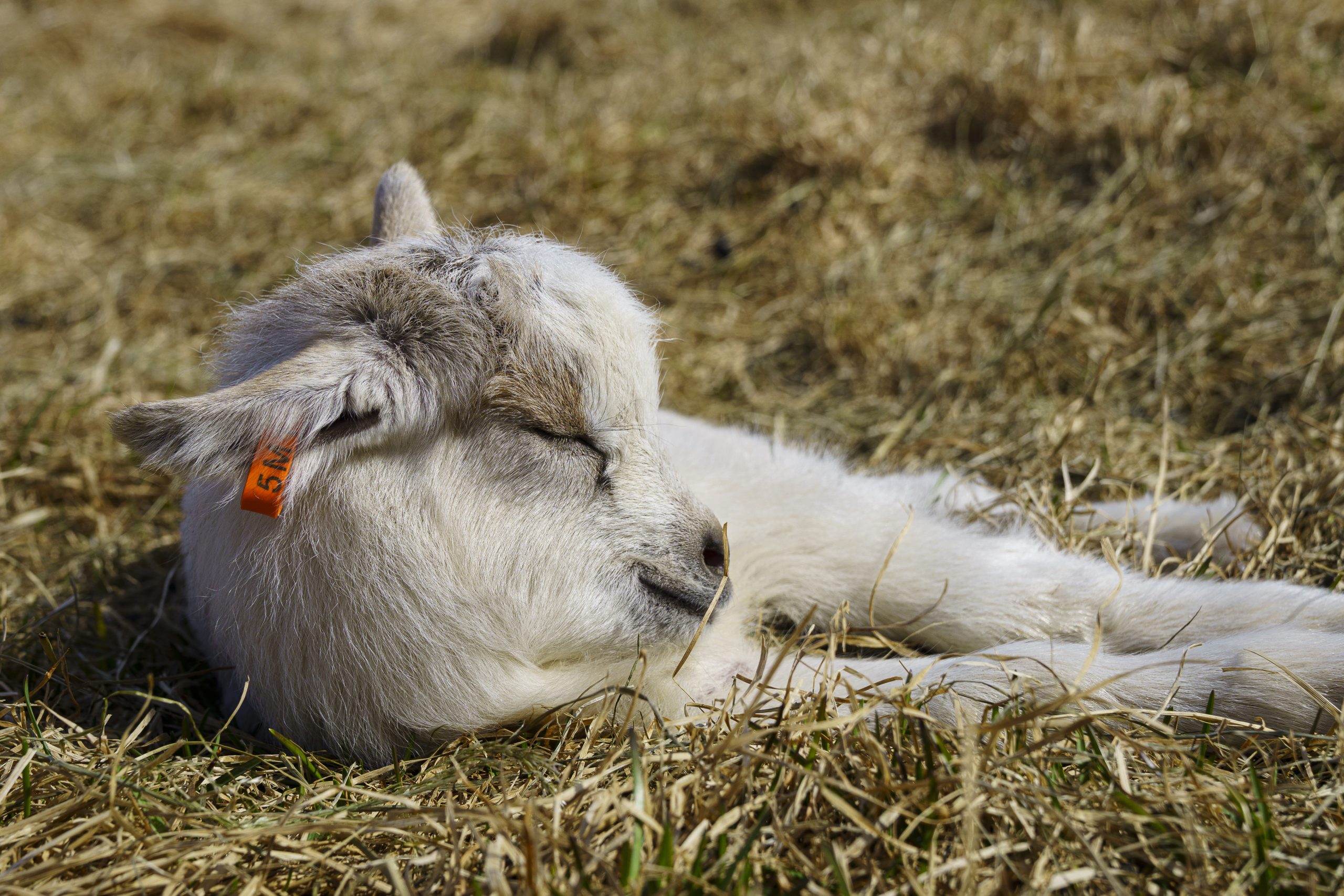 Les chèvres islandaises menacées par la tremblante