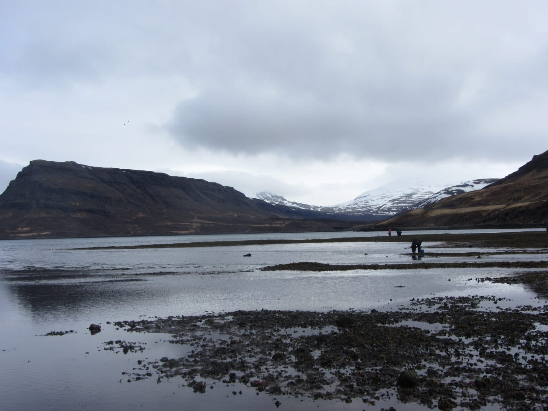 Hvalfjörður mussels
