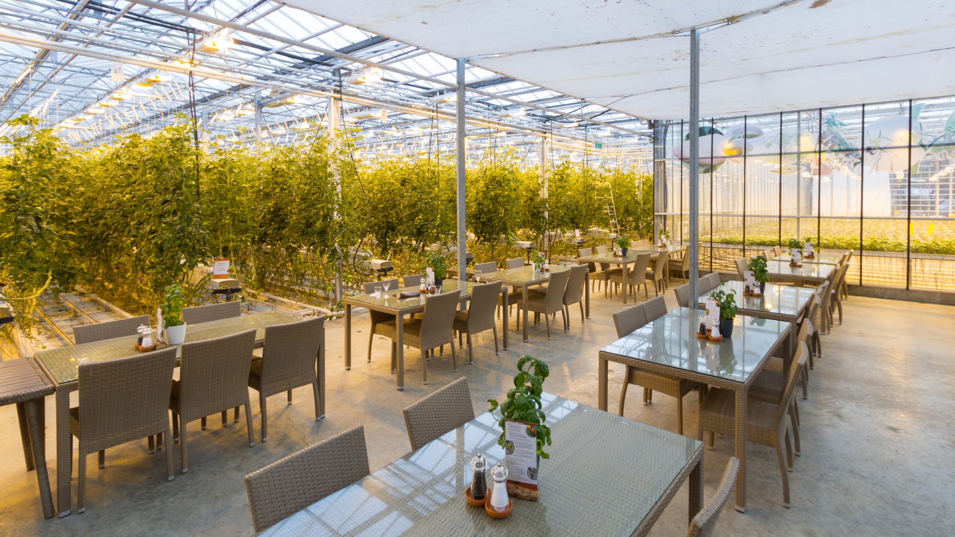 La ferme de tomates Friðheimar s'agrandit pour cultiver des fraises