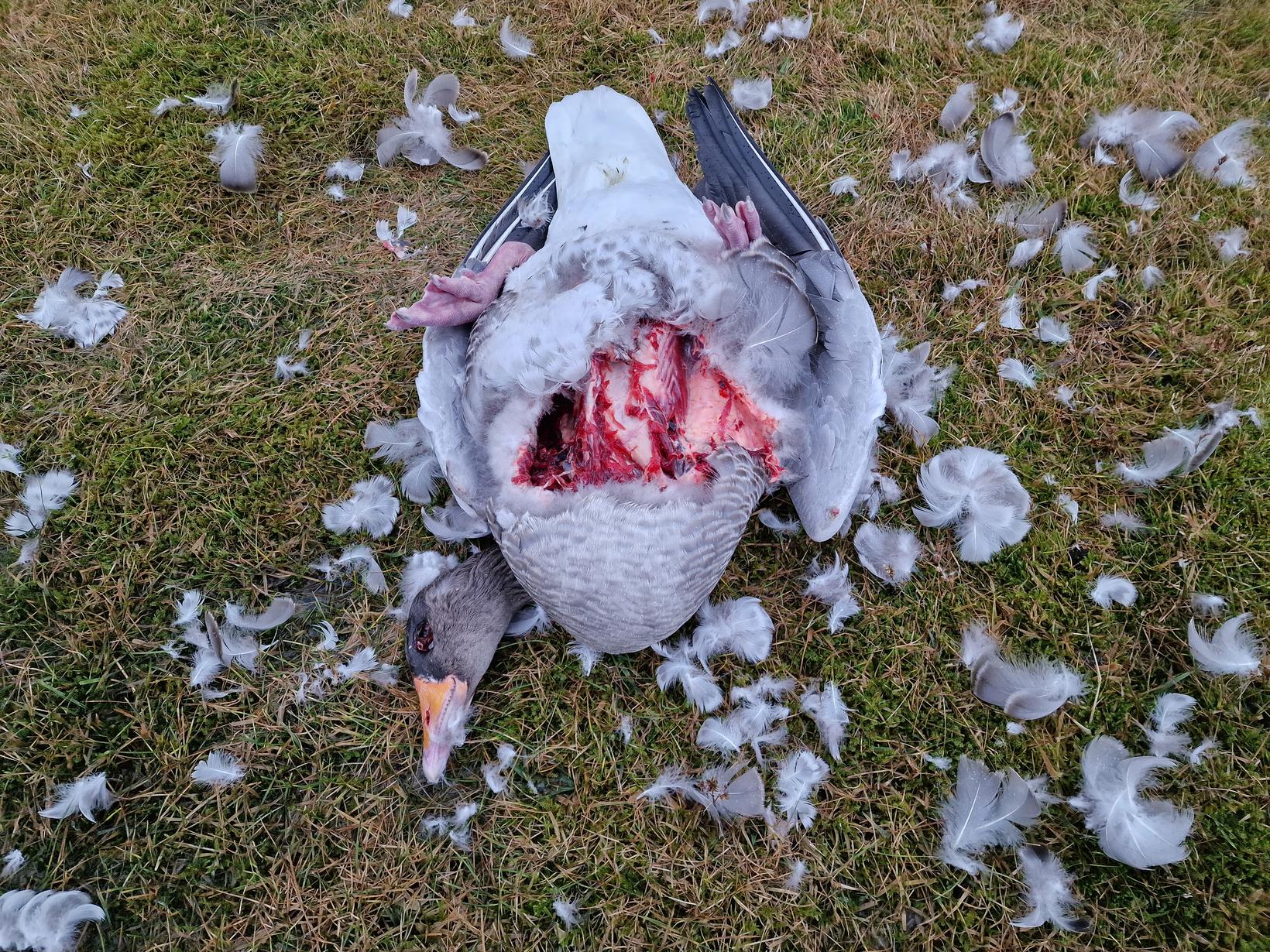 Trois des oiseaux présentaient des blessures indiquant que les charognards avaient…