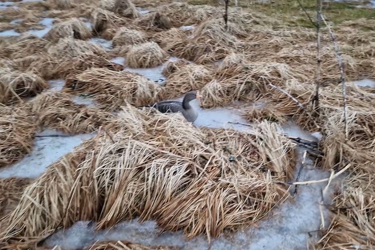 Un grand nombre d’oies mortes retrouvées à Reykjavik : « Très effrayant »