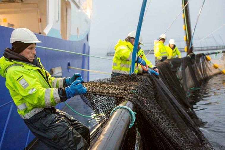 Jamais auparavant il n'y a eu autant de poissons d'élevage en Islande