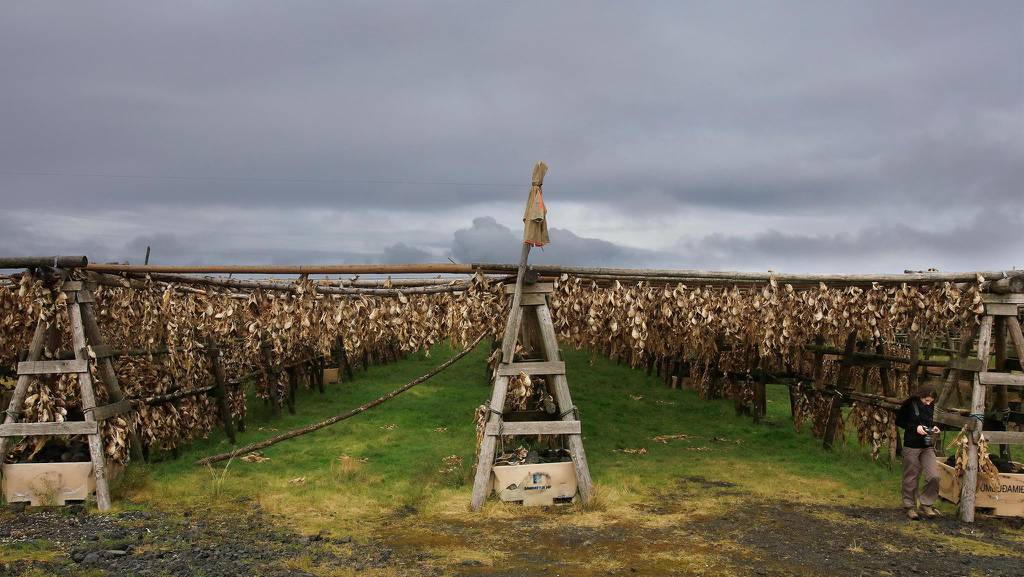 Séchage du poisson en Islande.