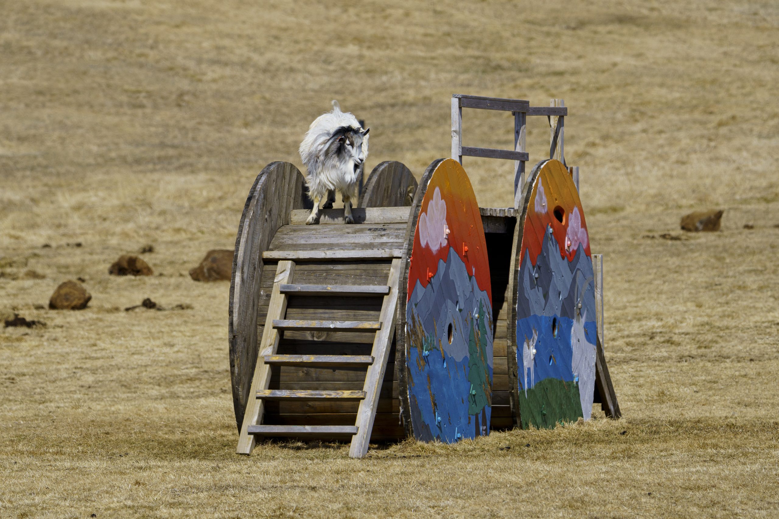 Arrivée anticipée de deux nouvelles chèvres à la ferme