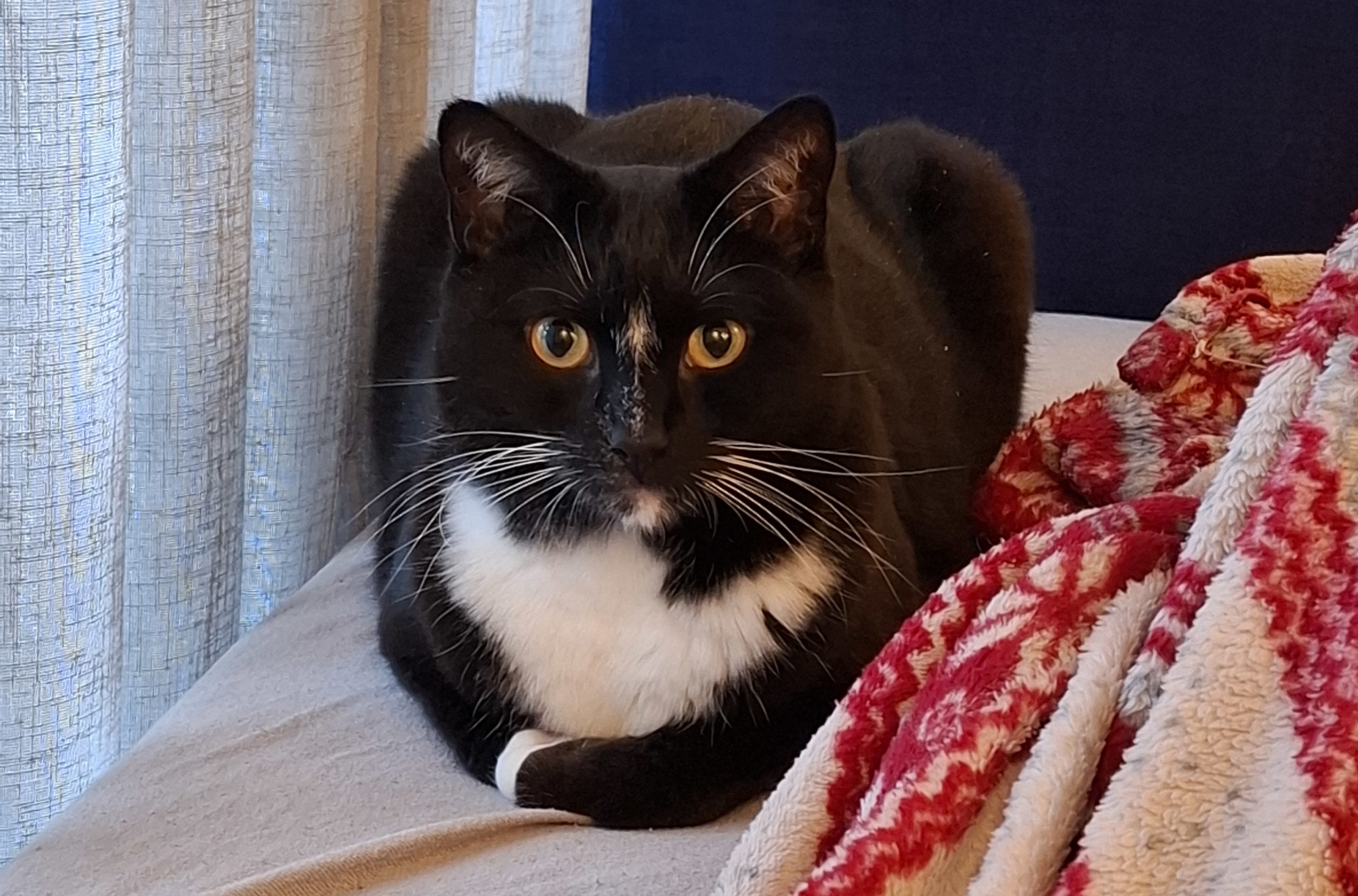 Chats traitant de la pandémie de grippe oiseaux le meilleur possible