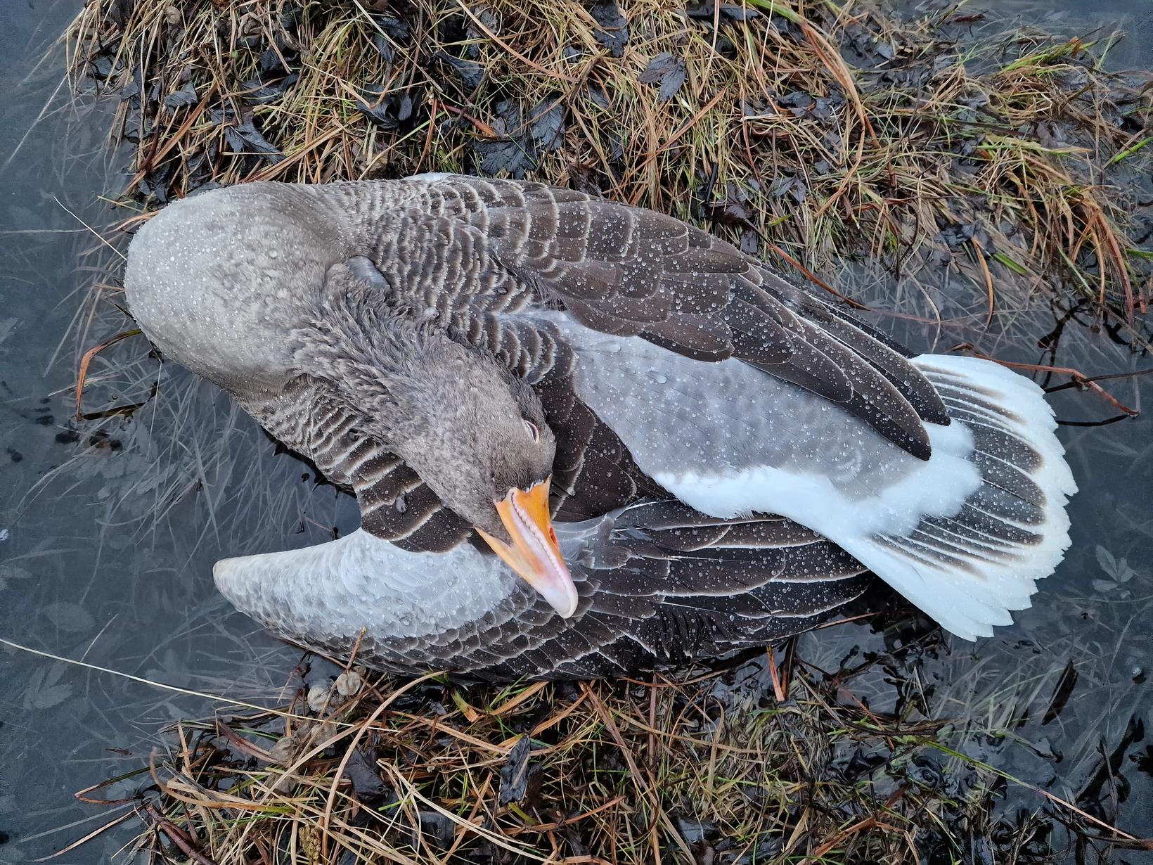 19 oies mortes ont été retrouvées mortes de la grippe aviaire en …