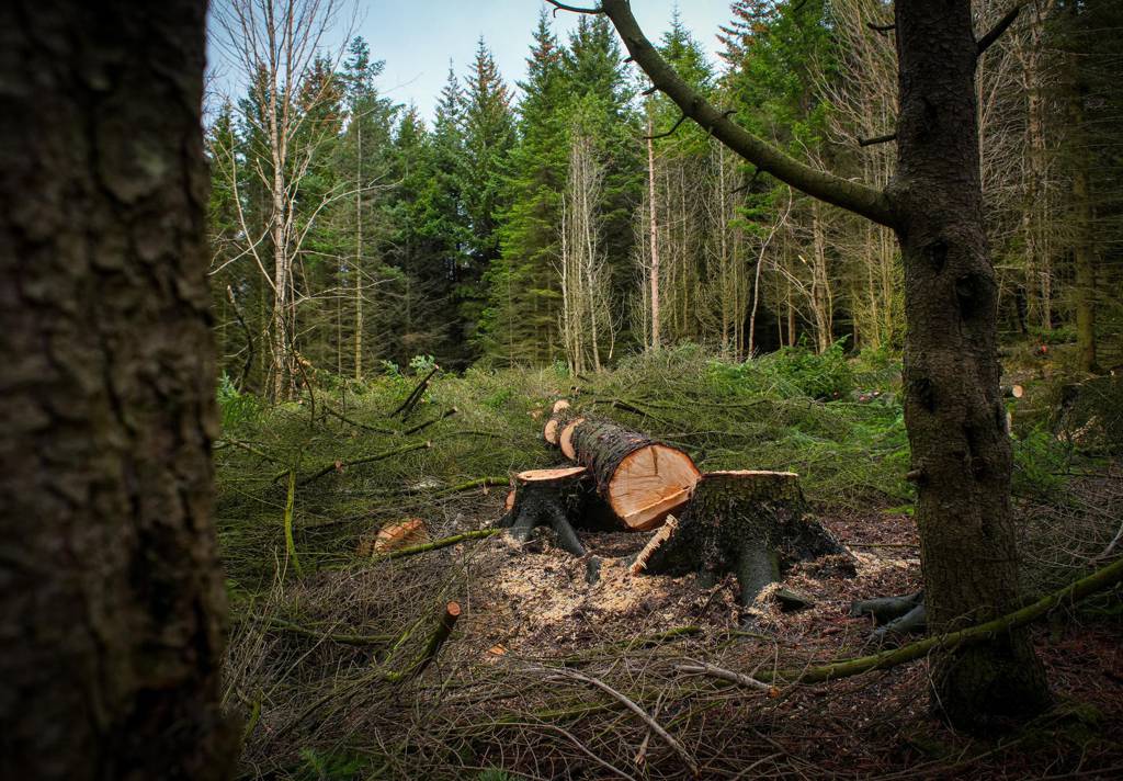 Au total, 1 400 arbres doivent être abattus…