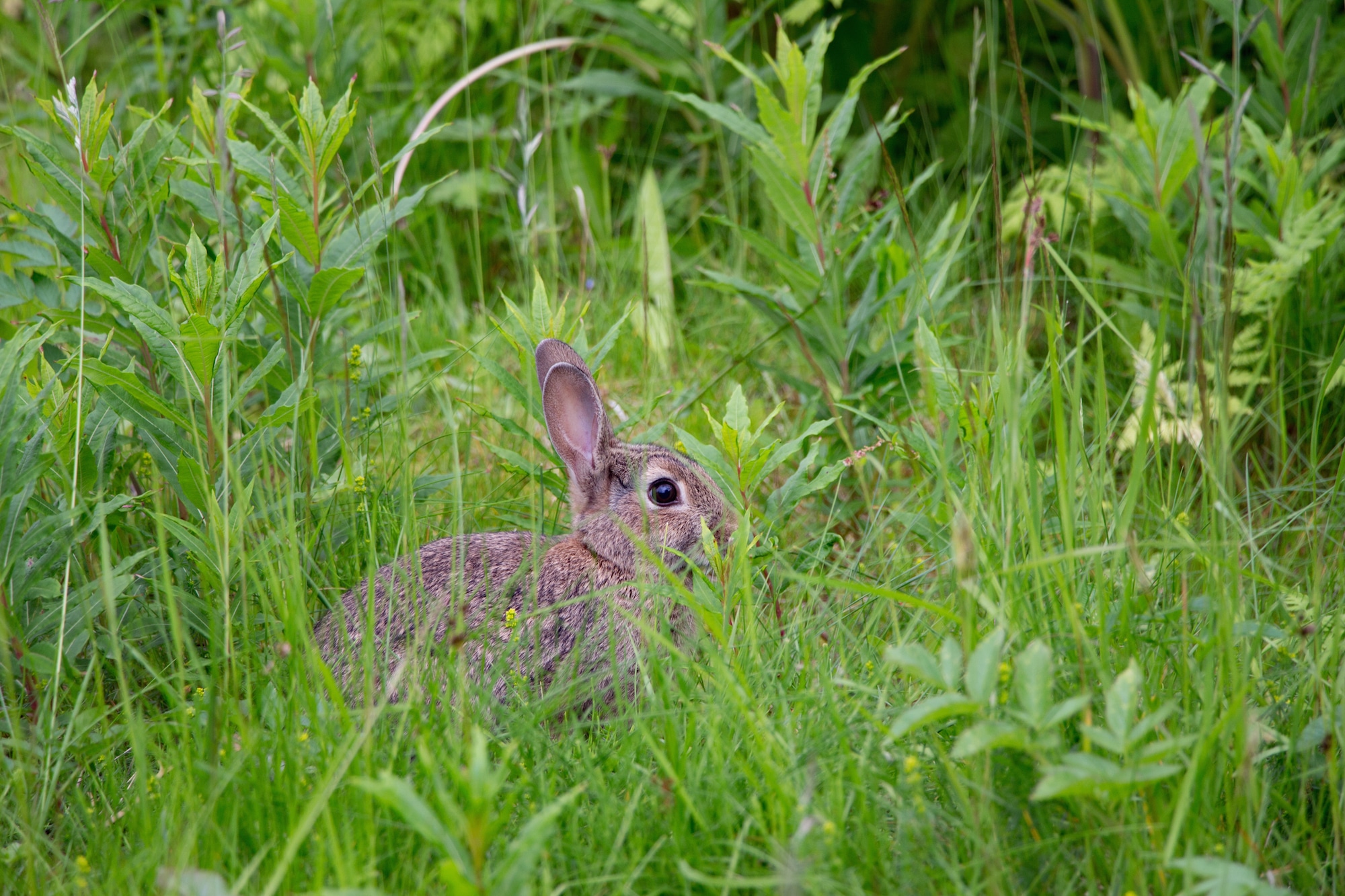 rabbit Iceland