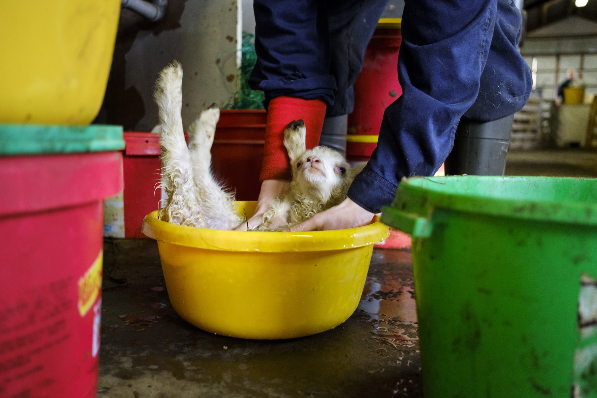 Sauðfjárbúið að Hesti í Borgarfirði