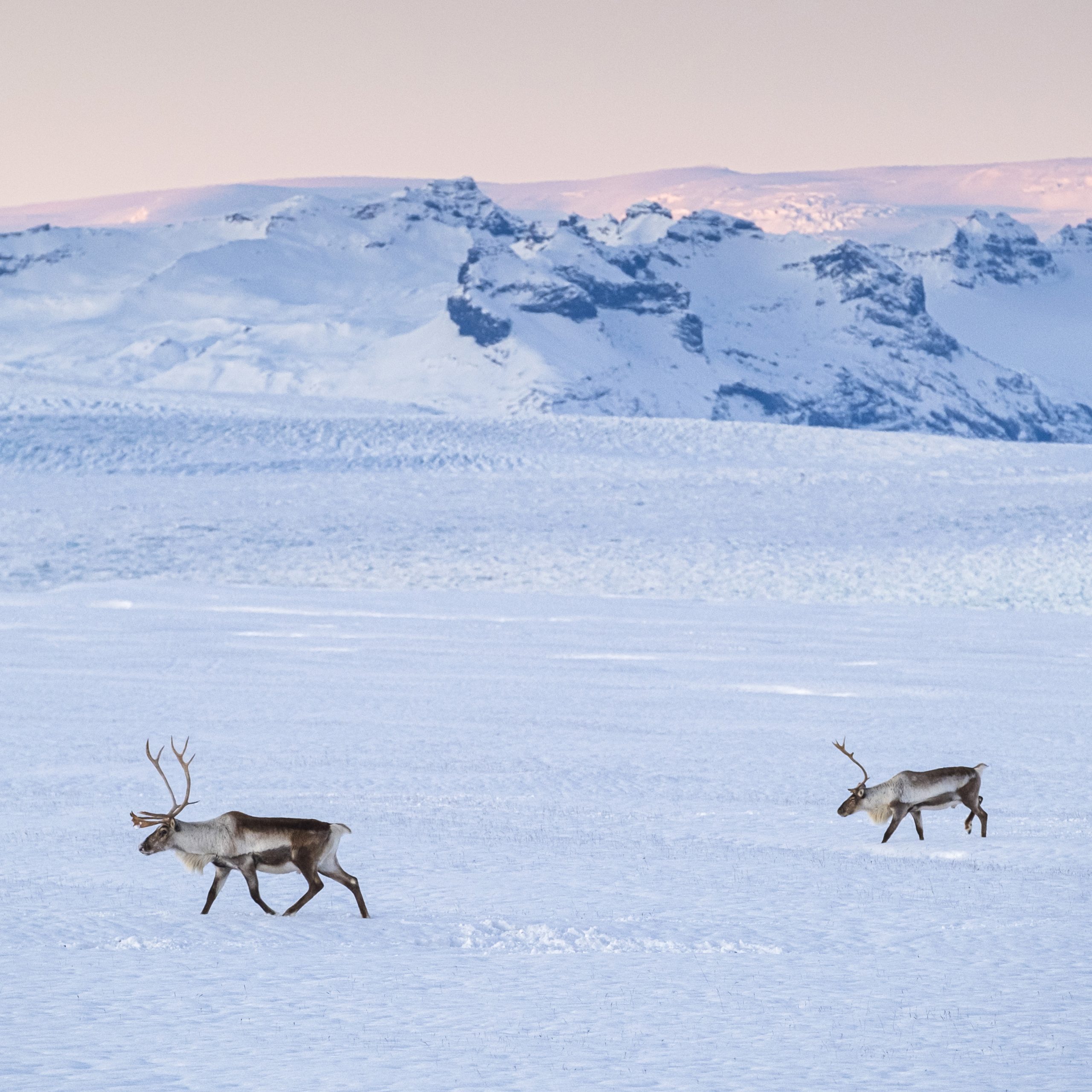 Reindeer posé après attaque husky