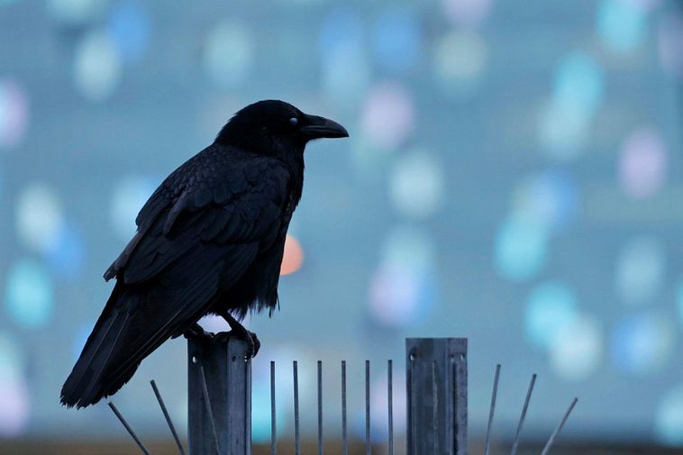 La menace de grippe des oiseaux reste comme une baisse des morts des oiseaux sauvages en Islande