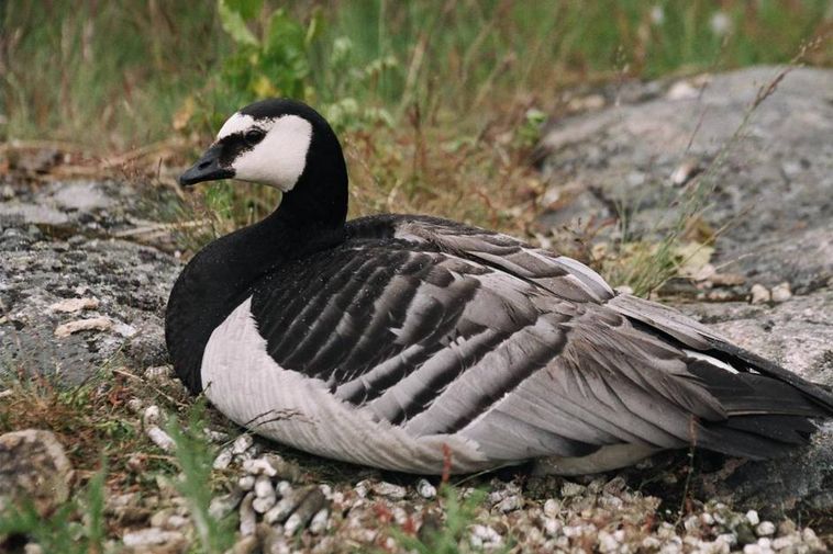 Barnacle Goose Invasion menace les agriculteurs "