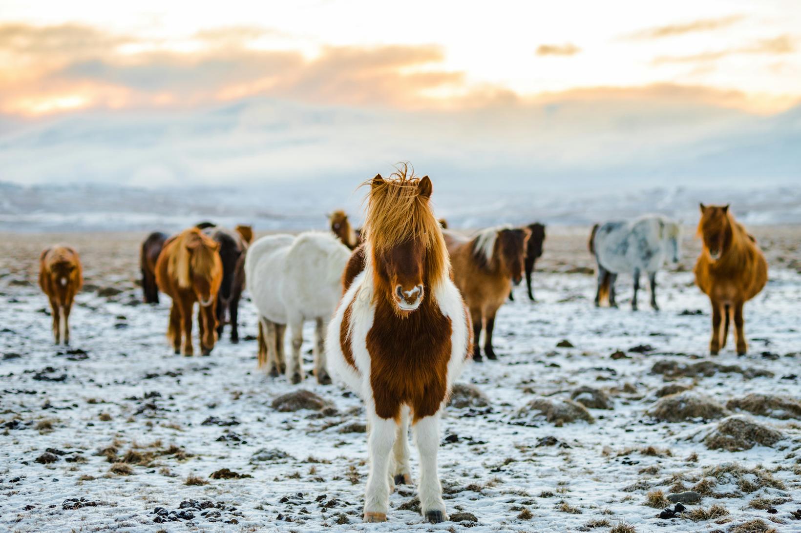 Ces chevaux, par exemple, ne sont pas très dangereux.