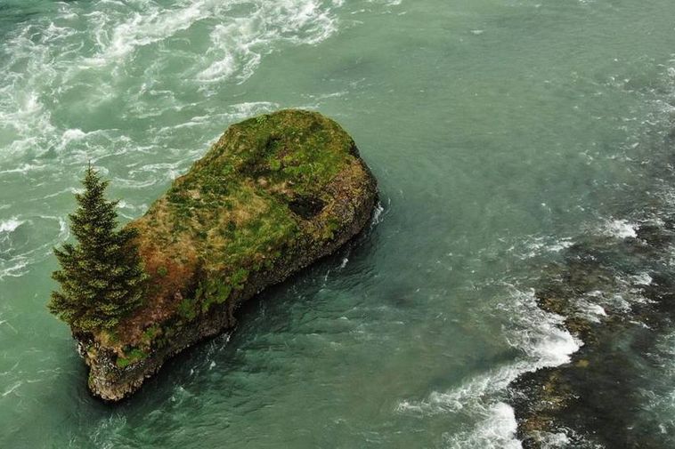 Spruce à Jóruklettur Rock nommé arbre de l'année