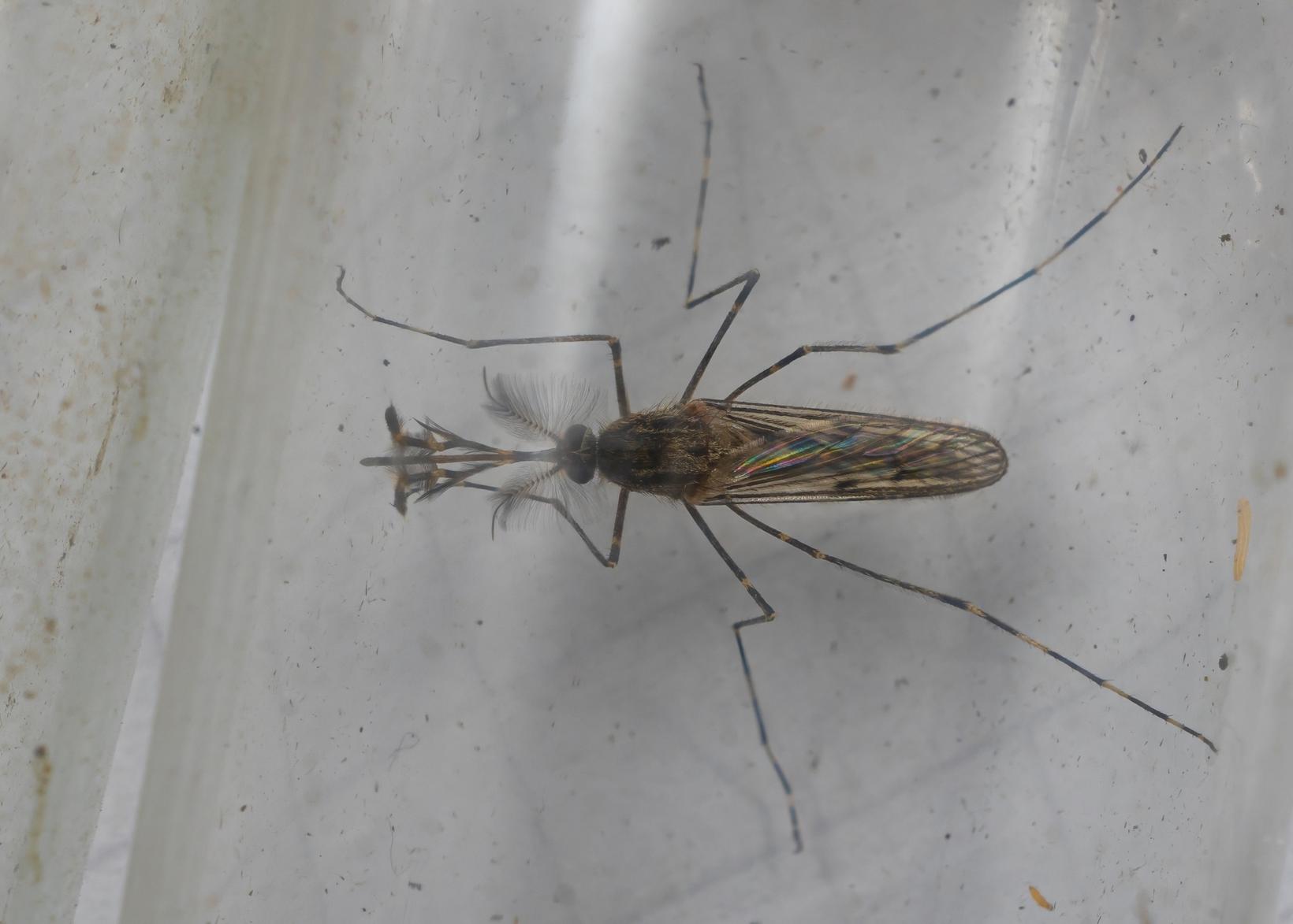 Le moustique mâle se distingue par ses antennes plumeuses.