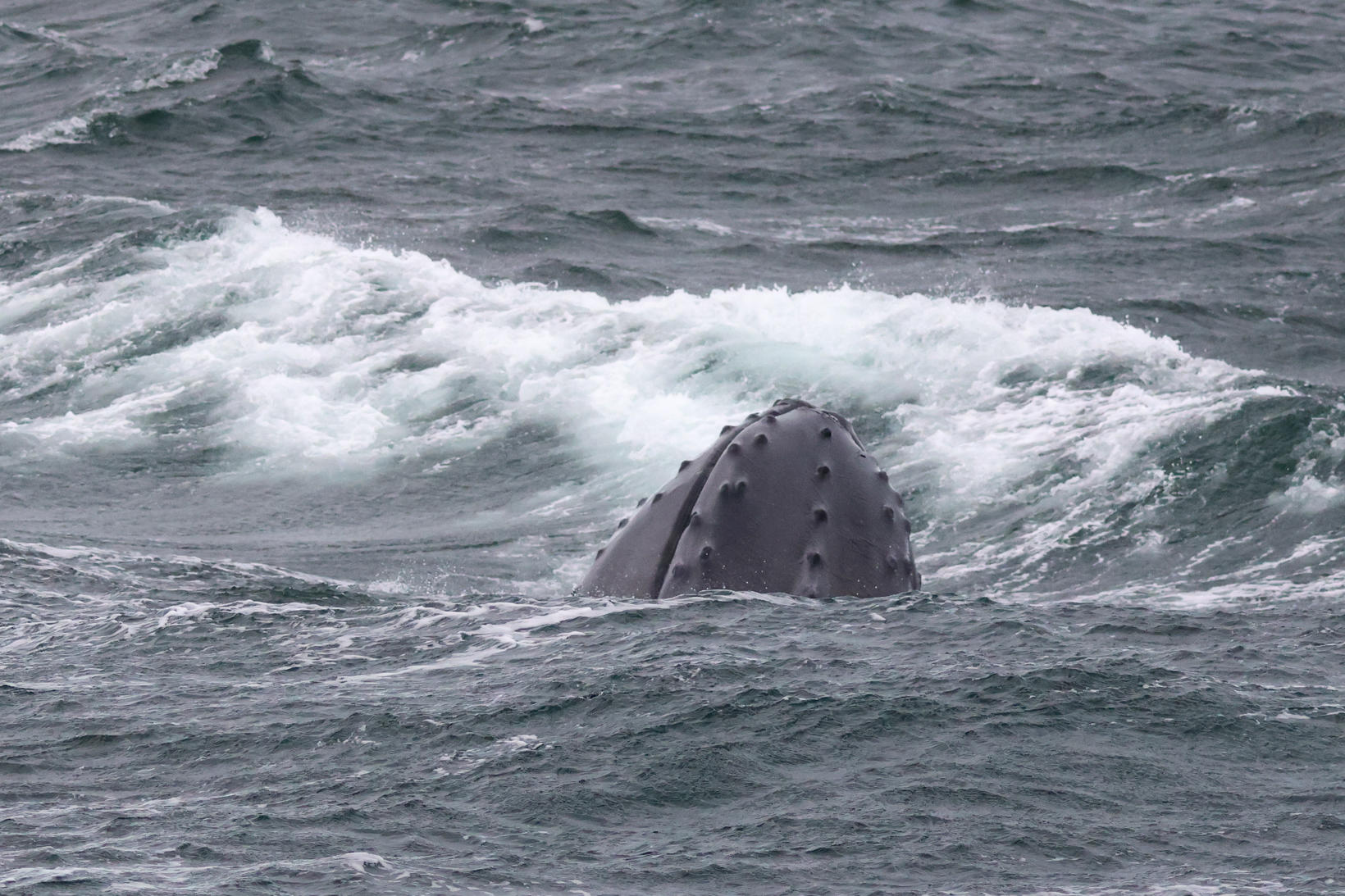 On ne sait toujours pas dans quoi la baleine est prise, car…