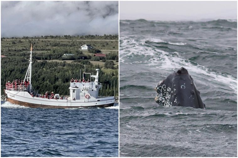 Planifiez la libération des baleines à bosse piégées aujourd'hui