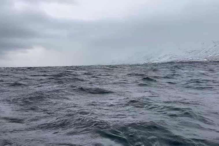 La baleine à bosse a disparu sans laisser de trace