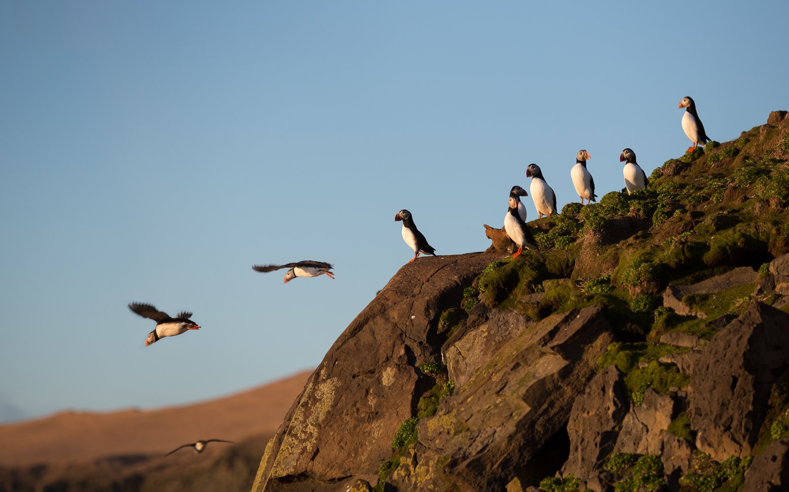 Les macareux reviennent en Islande