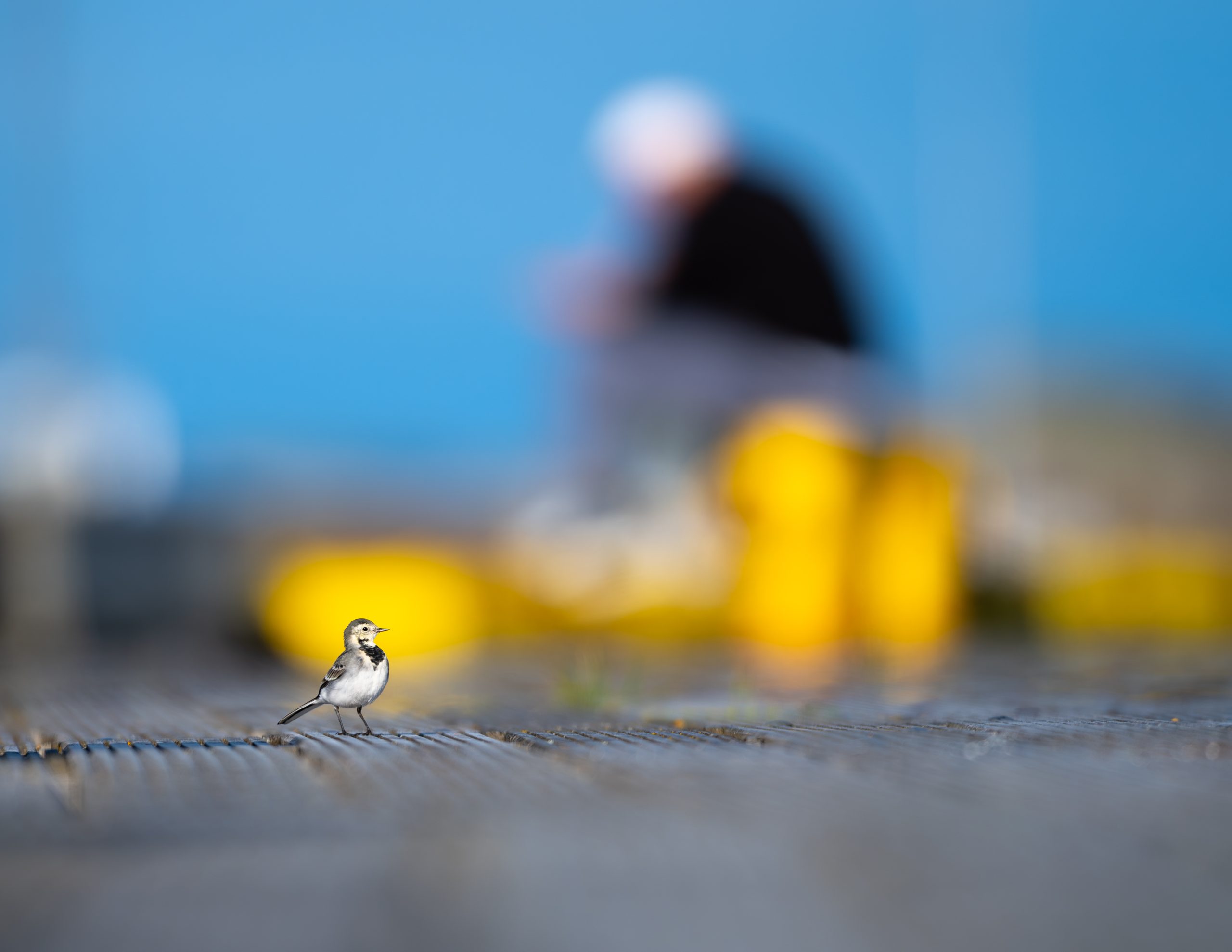 Suivre les oiseaux, trouver des gens : découvrir l'Islande grâce à l'observation des oiseaux