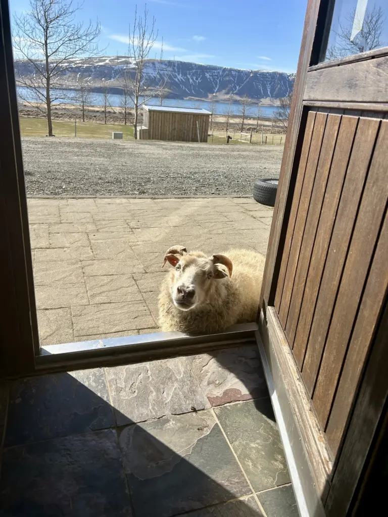 Nommez ce mouton – La vigne de Reykjavík