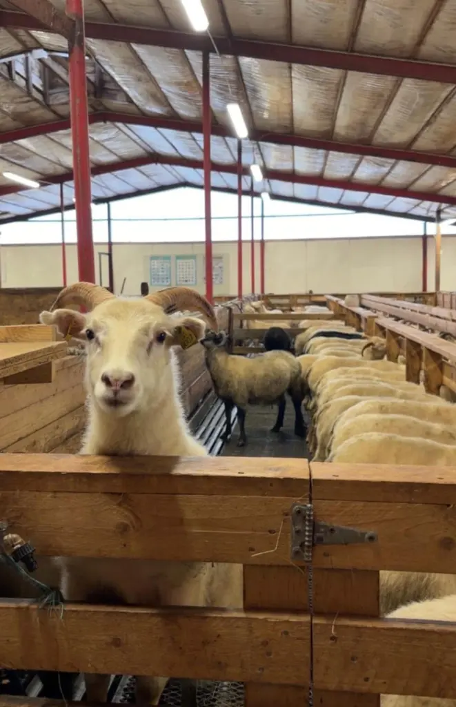 Nommez ce mouton : deuxième semaine – La vigne de Reykjavík