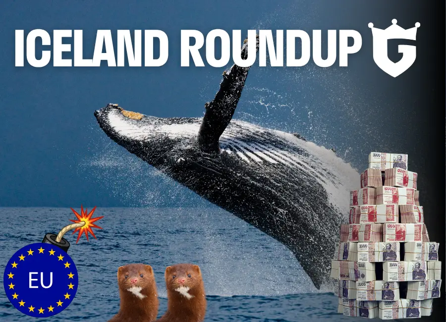 Débat européen, braquage de banque, édition meurtre, chasse aux visons et aux baleines – The Reykjavík Grapevine