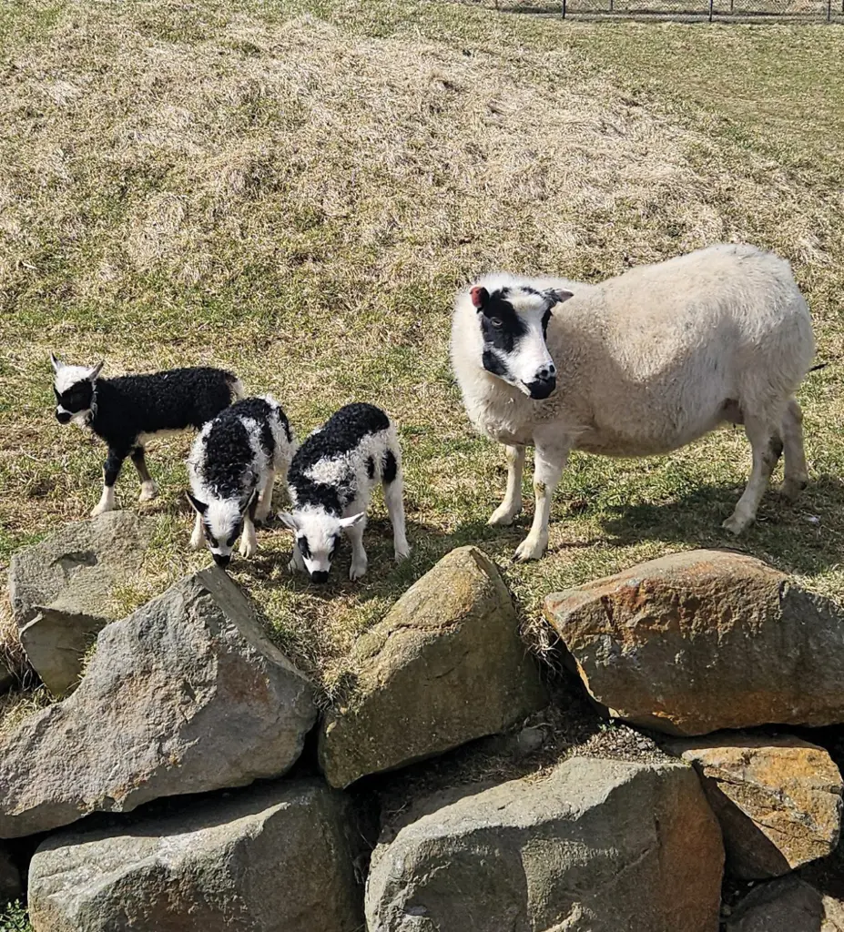 Nommez ce mouton : troisième semaine – La vigne de Reykjavík