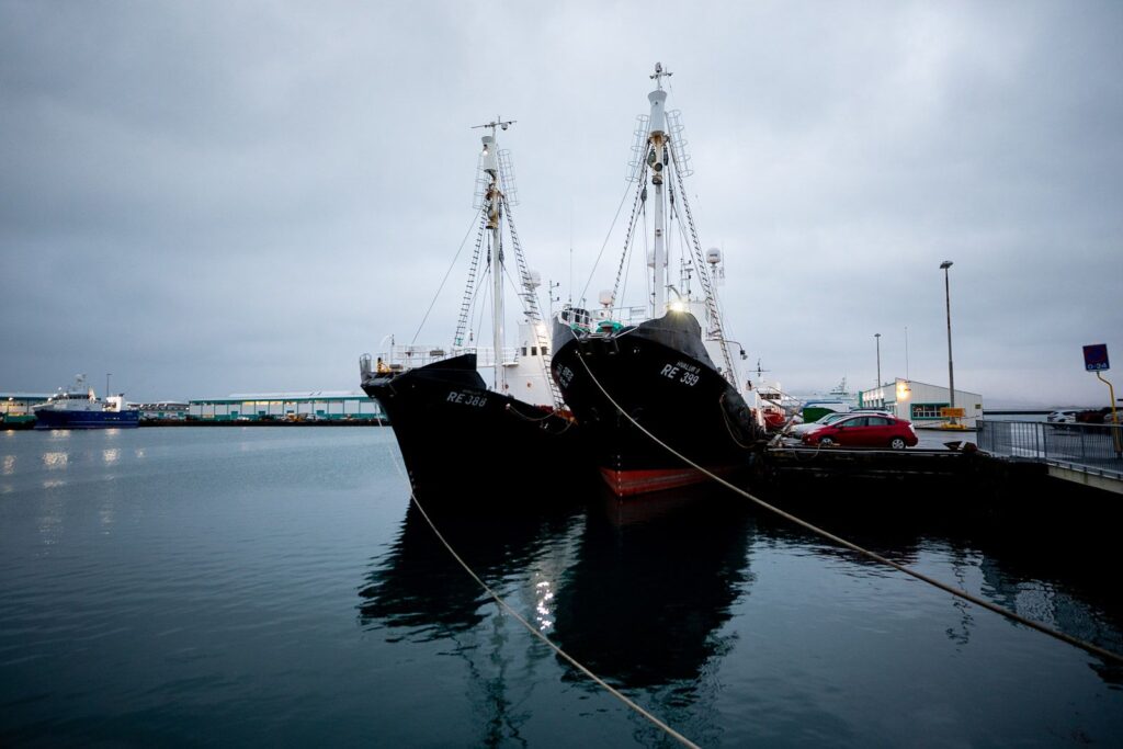 Un manifestant contre la chasse à la baleine emmené en mer et relâché à Hvalfjörður – The Reykjavík Grapevine