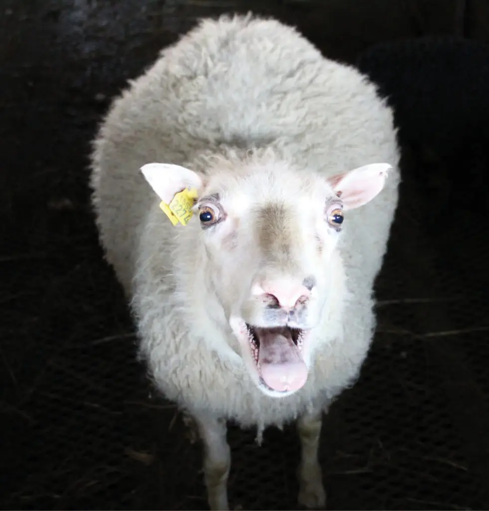 Nommez ce mouton : Cinquième semaine – La vigne de Reykjavík