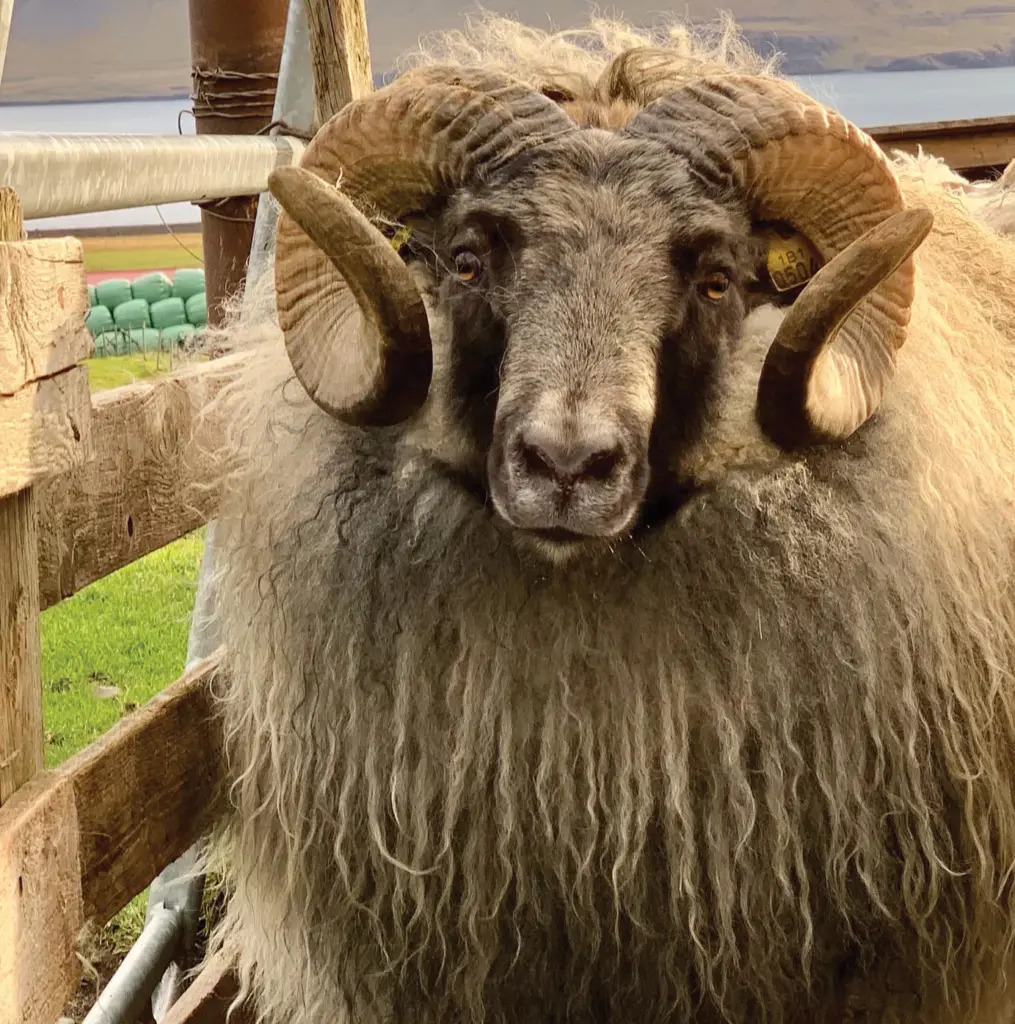 Nommez ce mouton : Quatrième semaine – La vigne de Reykjavík