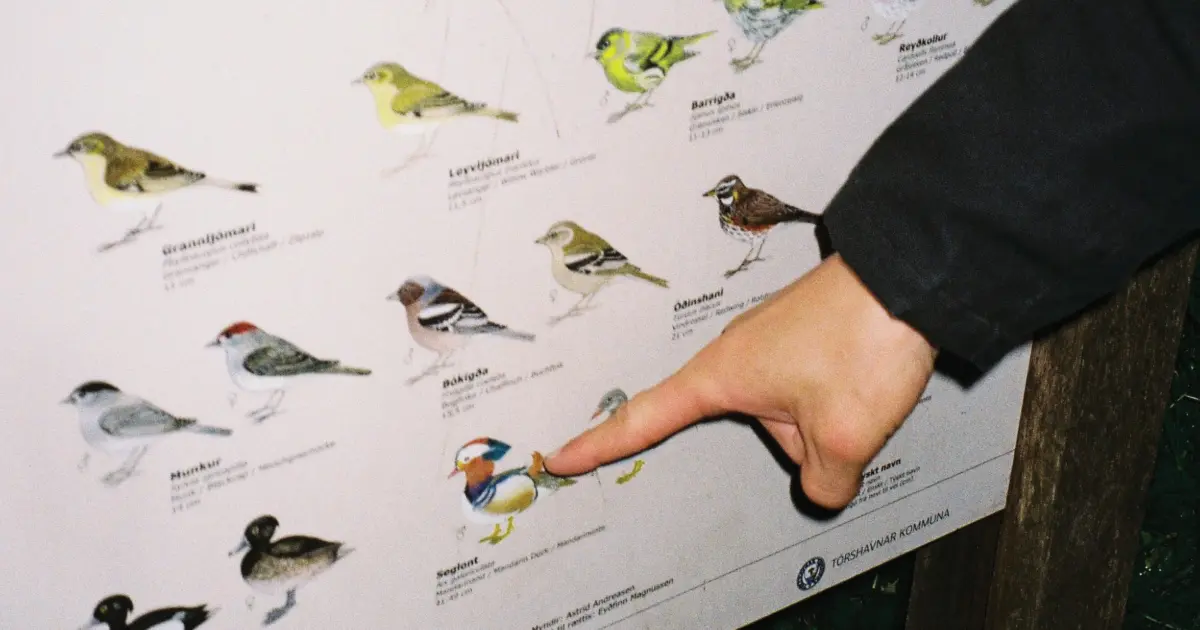Créer du temps et de l’espace pour considérer les oiseaux – The Reykjavík Grapevine