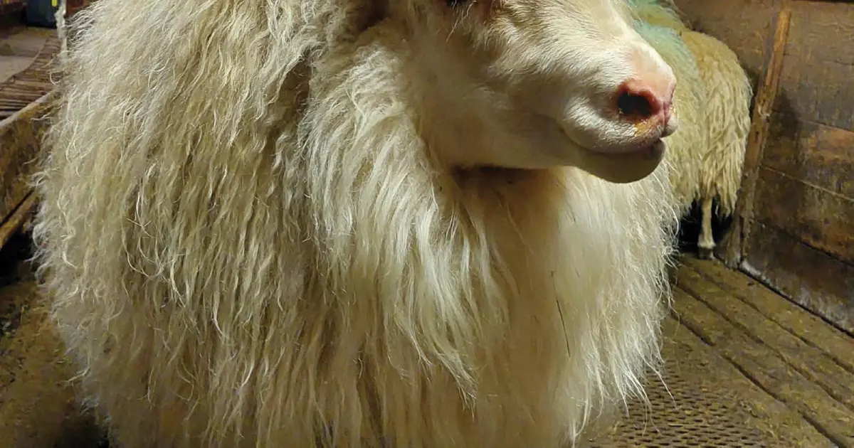 Nommez ce mouton : Septième semaine – La vigne de Reykjavík