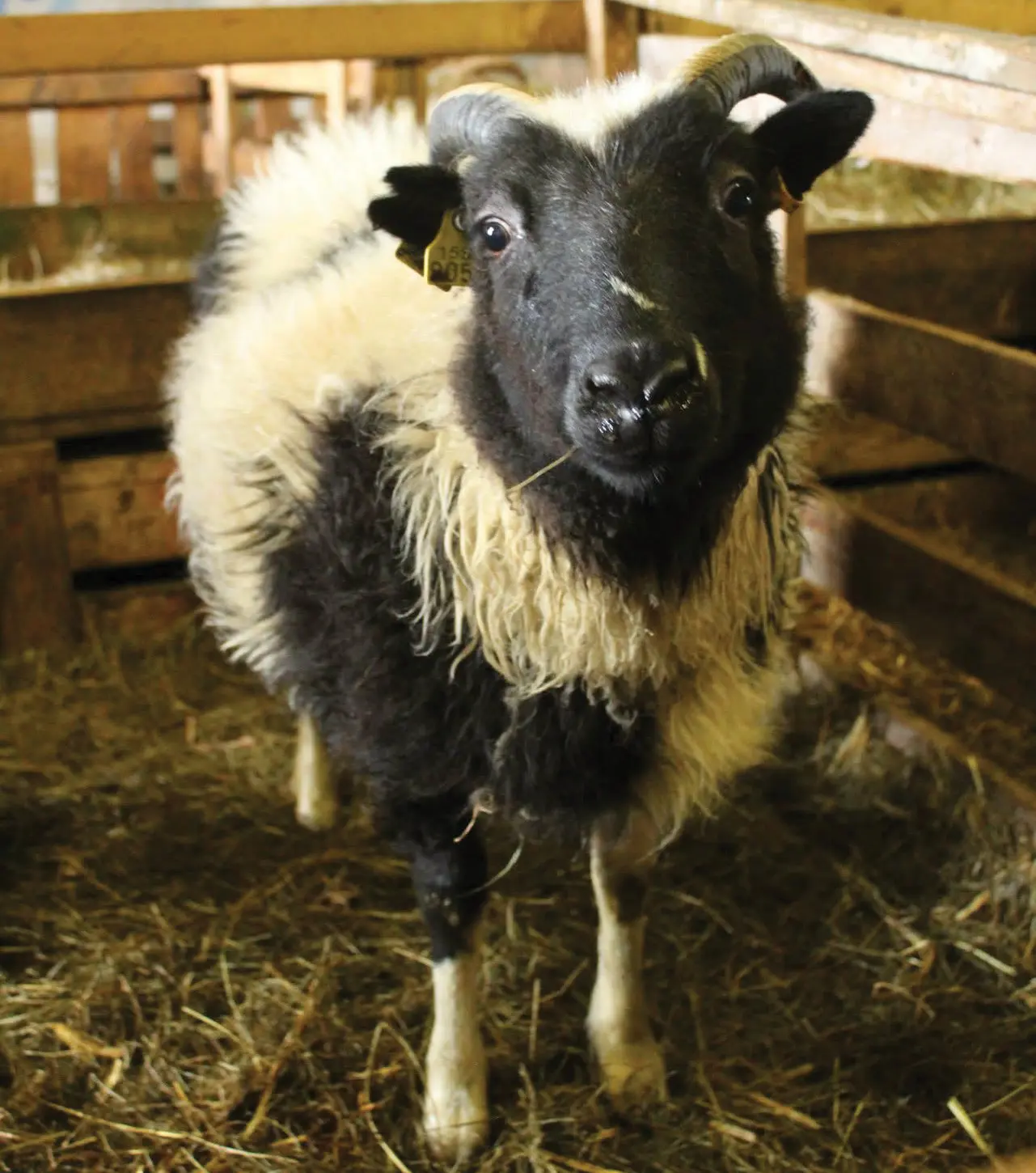 Nommez ce mouton : Sixième semaine – La vigne de Reykjavík
