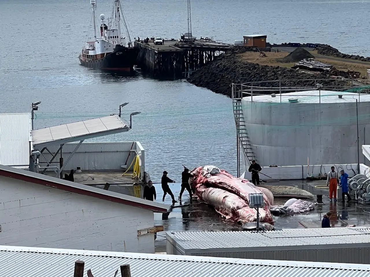 Paul Watson donne envie aux Islandais de chasser plus fort – The Reykjavík Grapevine