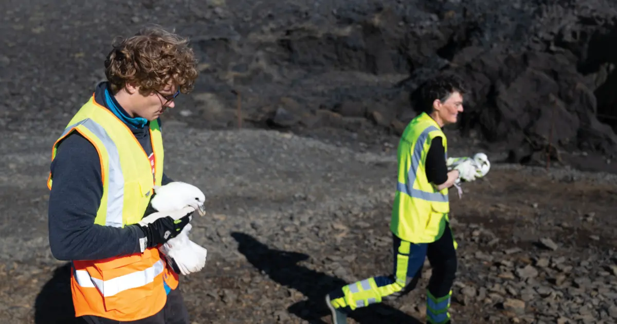 Les héros du périphérique – La vigne de Reykjavík