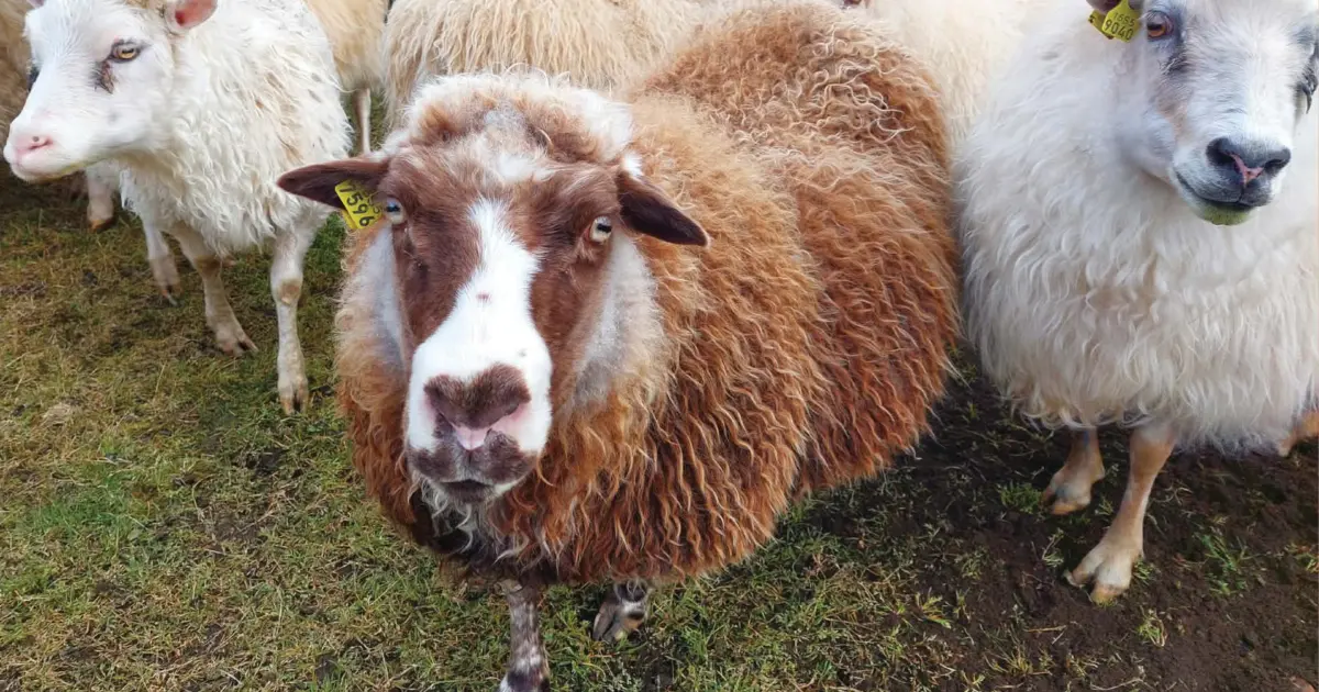 Nommez ce mouton : huitième semaine – La vigne de Reykjavík