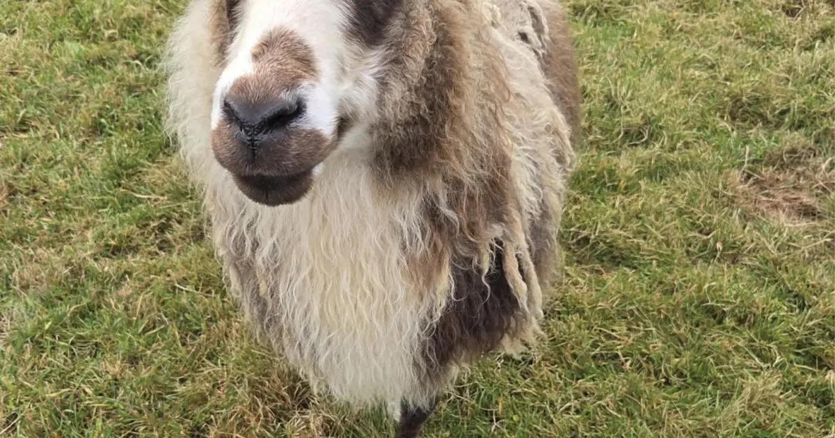 Nommez ce mouton : Dixième semaine – La vigne de Reykjavík