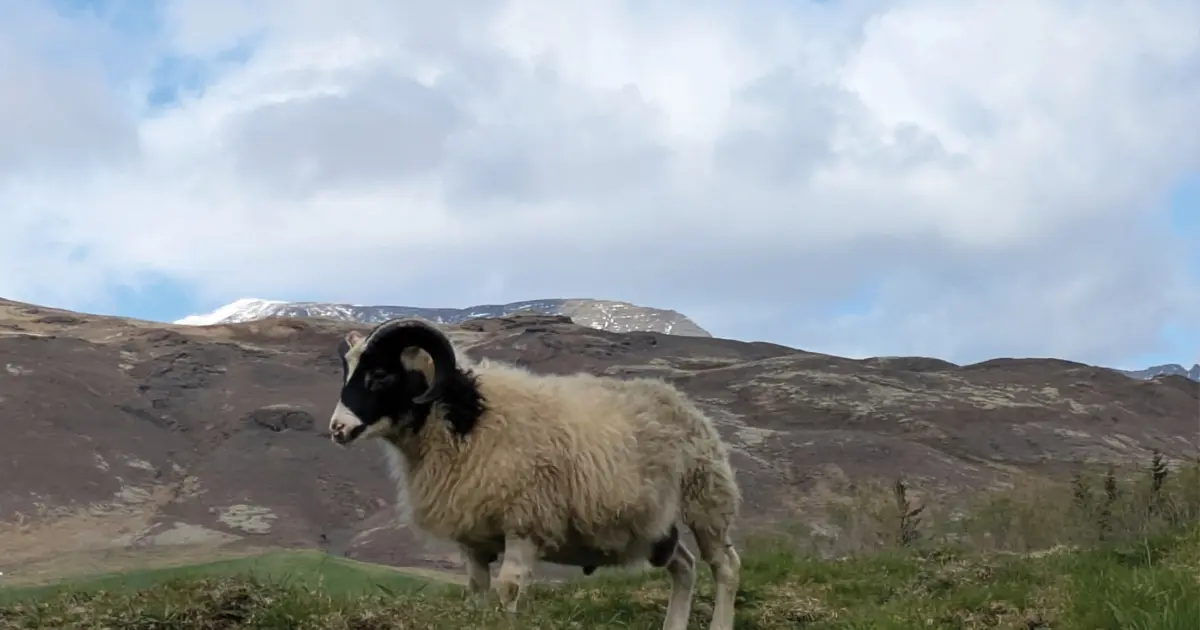 Nommez ce mouton : onzième semaine – La vigne de Reykjavík